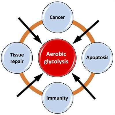 Cover image for research topic "The Warburg Effect Regulation Under Siege: The Intertwined Pathways in Health and Disease"