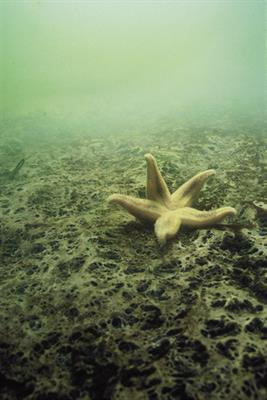 Cover image for research topic "Research and Management of Eutrophication in Coastal Ecosystems"