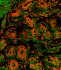 Cover image for research topic "Enabling Computational Pathology: Overcoming Translational Barriers"