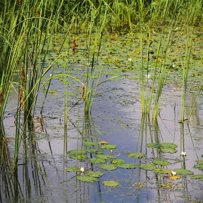 Cover image for research topic "Diversity and Eco-Physiological Responses of Aquatic Plants"