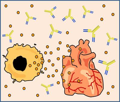 Cover image for research topic "Cardioimmunology: Inflammation and Immunity in Cardiovascular Disease"