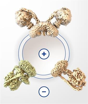 Cover image for research topic "Structure and Function of F- and V-ATPases"