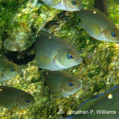 Cover image for research topic "Seafloor Heterogeneity: Artificial Structures and Marine Ecosystem Dynamics "