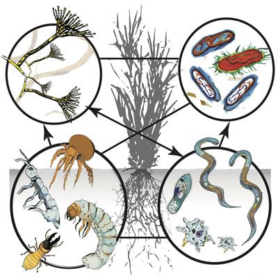 Cover image for research topic "The Soil Microbiome and Multi-Trophic Interactions That Regulate Soil Carbon and Nutrient Flux"