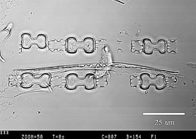 Cover image for research topic "Frontiers in Phytolith Research"