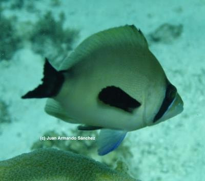 Cover image for research topic "SeaFlower Biosphere Reserve: New Findings and Trends in the Largest Caribbean Marine Protected Area"