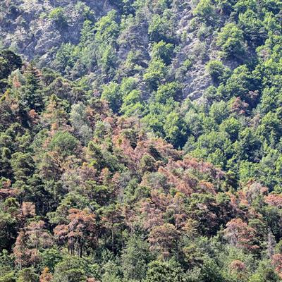 Cover image for research topic "Multiscale Approach to Assess Forest Vulnerability"