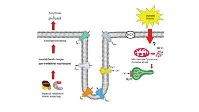 Cover image for research topic "Arrhythmogenic Substrates in Diabetes and Obesity, Volume I"