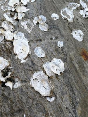 Cover image for research topic "Molecular Physiology in Molluscs"