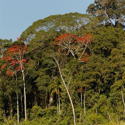 Cover image for research topic "Tropical Climate Variability and Change: Impacts in the Amazon"