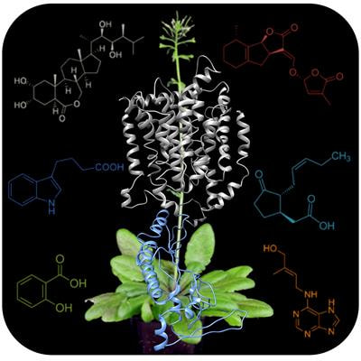 Cover image for research topic "Recent Advances in Understanding Plant Hormone Transporters"