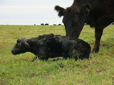 Cover image for research topic "Infectious Diseases Affecting Reproduction and the Neonatal Period in Cattle"