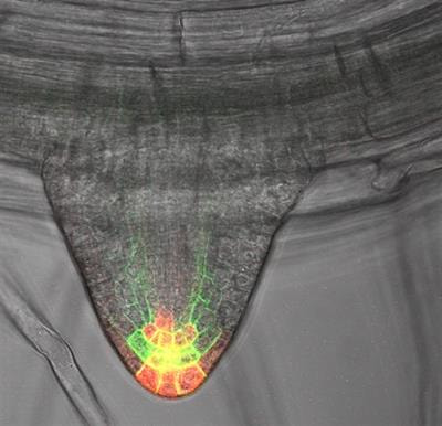 Cover image for research topic "Root Branching: from Lateral Root Primordium Initiation and Morphogenesis to Function"