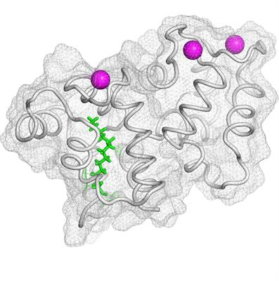 Cover image for research topic "Neuronal Calcium Sensors in Health and Disease"