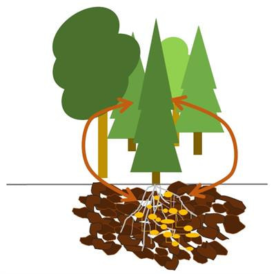 Cover image for research topic "Plant-Soil Interactions under Changing Climate"