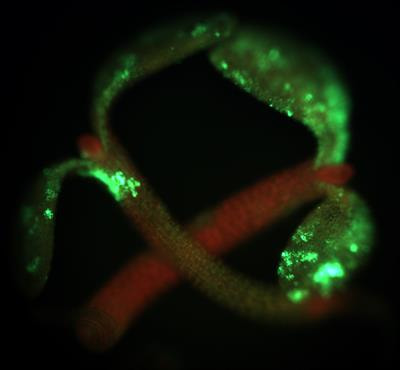 Cover image for research topic "Nucleotide Second Messengers in Bacteria-Plant Interactions"