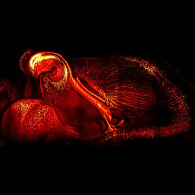 Cover image for research topic "Light Sheet Microscopy: from Technological Developments to Prospective Applications "