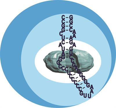 Cover image for research topic "Current Advances in the Research of RNA Regulatory Enzymes"