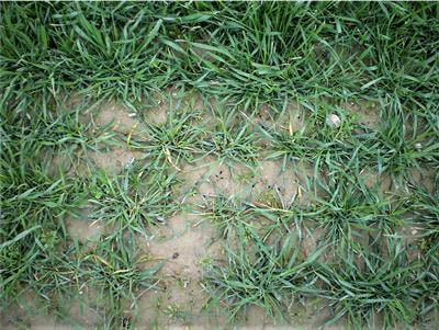 Cover image for research topic "Crop Response to Waterlogging"