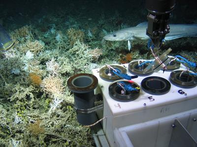 Cover image for research topic "Managing Deep-sea Ecosystems at Ocean Basin Scale, volume I"