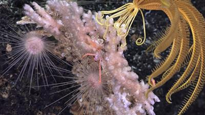 Cover image for research topic "Pacific Deep-Sea Discoveries: Geological and Biological Exploration, Patterns, and Processes"