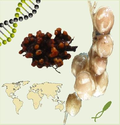 Cover image for research topic "Bacteria Present in Plant Nodules: Diversity, Biogeography and Plant Growth Promotion"