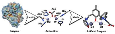 Cover image for research topic "Advances in the Development of Artificial Metalloenzymes"