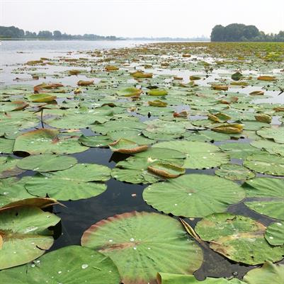 Cover image for research topic "Multiple Roles of Alien Plants in Aquatic Ecosystems: from Processes to Modelling  "