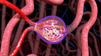Cover image for research topic "Nephrotic Syndrome: Etiology, Genetic Testing, and Biomarkers"