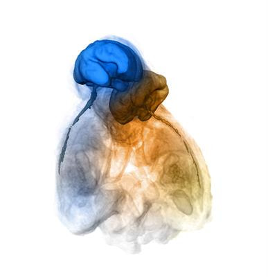 Cover image for research topic "Functional Analyses for Malformations of Cortical Development"