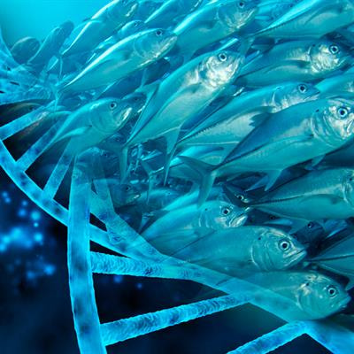 Cover image for research topic "Genetic Dissection of Important Traits in Aquaculture: Genome-scale Tools Development, Trait Localization and Regulatory Mechanism Exploration"