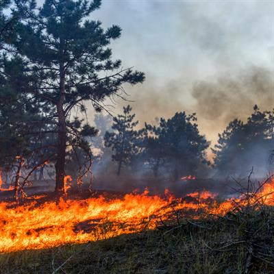 Cover image for research topic "Wildland Fire"
