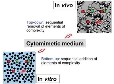 Cover image for research topic "Biochemical Reactions in Cytomimetic Media"