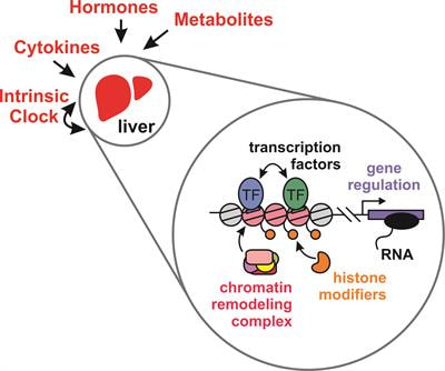 Cover image for research topic "Regulating Liver Transcriptional Networks by Endocrine, Extracellular, and Intrinsic Cues"