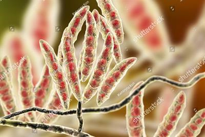 Cover image for research topic "The Chemistry, Analysis, and Toxic Effects of Emerging Mycotoxins"