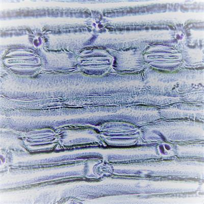 Cover image for research topic "Modulation of Stomatal Response by Elevated CO2 in Plants under Drought and Heat Stress"