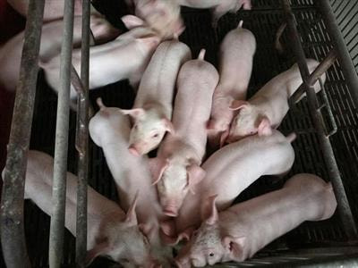 Cover image for research topic "Emerging Swine Viruses"
