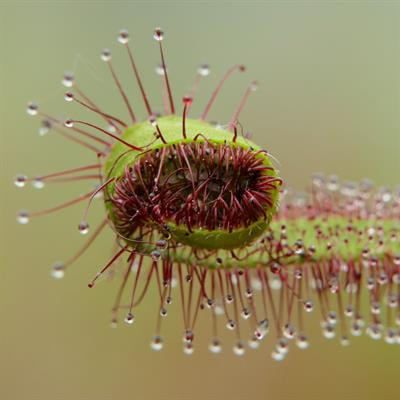 Cover image for research topic "Plant Movements: The Principles of Non-Muscular Deformations and Their Biomimetic Potential"