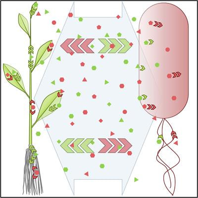 Cover image for research topic "Cross-Frontier Communication: Phytohormone Functions at the Plant-Microbe Interface and beyond"