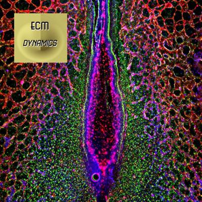 Cover image for research topic "Extracellular Matrix Dynamics in Biology, Bioengineering, and Pathology"