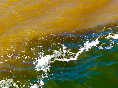 Cover image for research topic "The Role of Priming in Terrestrial and Aquatic Ecosystems"