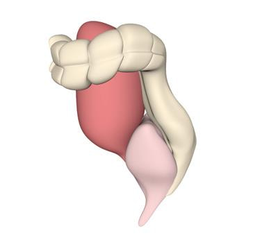 Cover image for research topic "Current Concepts in Anorectal Malformation and Hirschsprung's Disease"