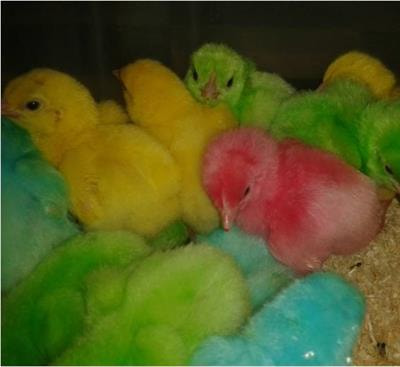 Cover image for research topic "Avian Models for Social Cohesion, Volume I"