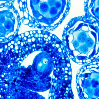 Cover image for research topic "Genetics and Genomics of Plant Reproduction for Crop Breeding"