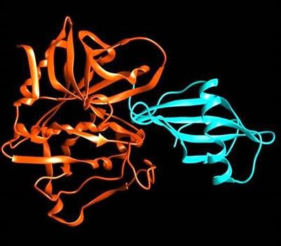 Cover image for research topic "Plant Proteases"