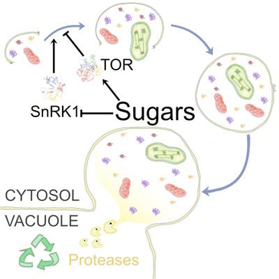 Cover image for research topic "Sugars and Autophagy in Plants"