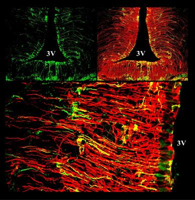 Cover image for research topic "Involvement of Tanycytes in the Neuroendocrine Control of Energy Homeostasis"