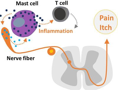Cover image for research topic "Mast Cells in Itch, Pain and Neuro-inflammation"