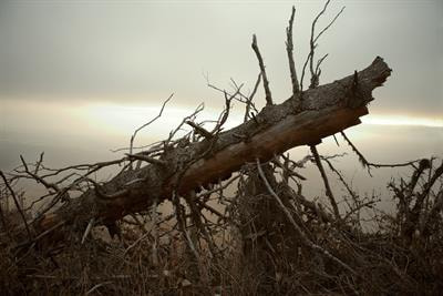 Cover image for research topic "Fire, Flood, and Fury – Forest Ecophysiological Response to Extreme Events"