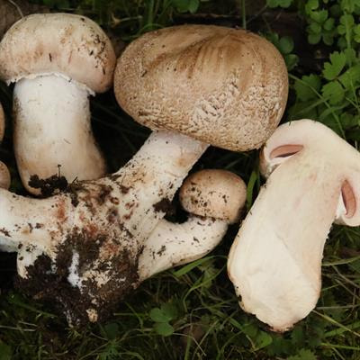 Cover image for research topic "Fungal Molecular Systematics, Ranking, and Evolution Using Divergence Time "